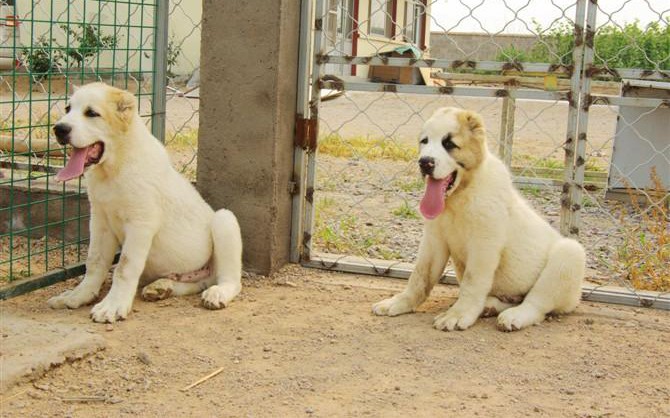 最新本季度健康萌宠高品质中亚牧羊犬宝宝 可办理血统证书 喜欢加微信